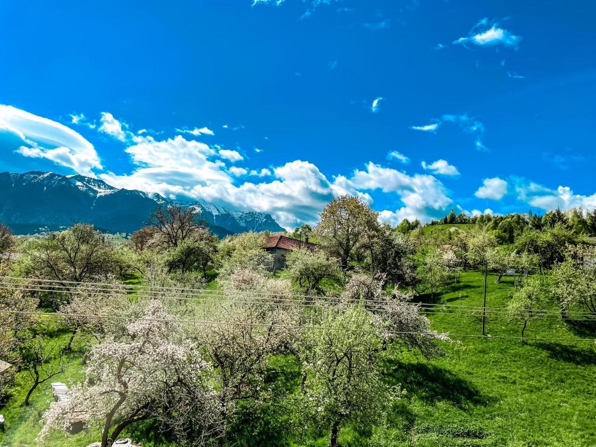 Transylvania Mountain View Cdi Bran (Brasov) Exterior foto
